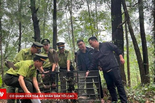 Thừa Thiên Huế: Thả tự do gần 1.000 cá thể chim chào mào sau khi được giải cứu