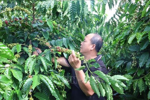 Giá cà phê tại Bà Rịa - Vũng Tàu cao gấp đôi vụ năm trước
