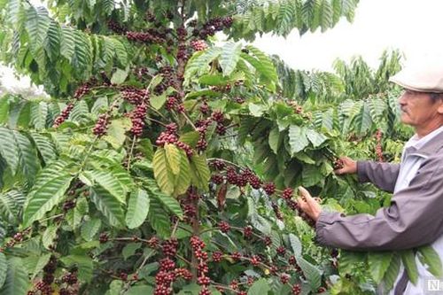 Bí quyết canh tác cà phê giúp gia đình ông giáo thu lợi hàng tỷ đồng mỗi năm