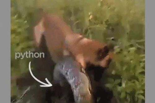 CLIP: Cuộc chạm trán kinh hoàng, chó Becgie đối đầu trăn khổng lồ và cái kết không tưởng