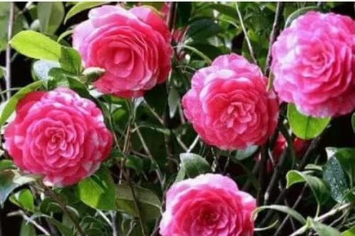 Bí quyết trồng hoa không phải ai cũng biết: Đừng vứt thuốc hết hạn, nó có thể giúp hoa của bạn nở rực rỡ hơn