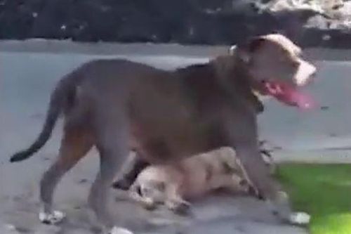 CLIP: Kinh hãi trước cảnh chó pitbull 'xử tử' đồng loại ngay giữa 'bàn dân thiên hạ'