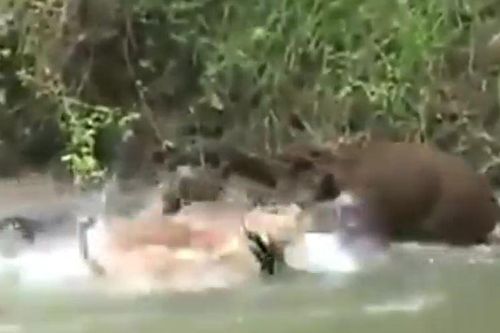 CLIP: Lợn rừng đại chiến với 5 con chó pitbull và cái kết ít ai ngờ