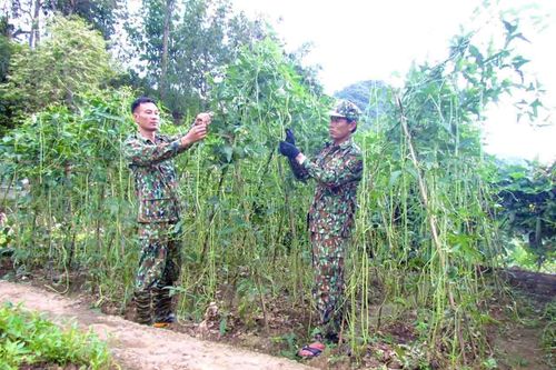 Bộ đội Cụ Hồ giúp vùng biên phát triển kinh tế