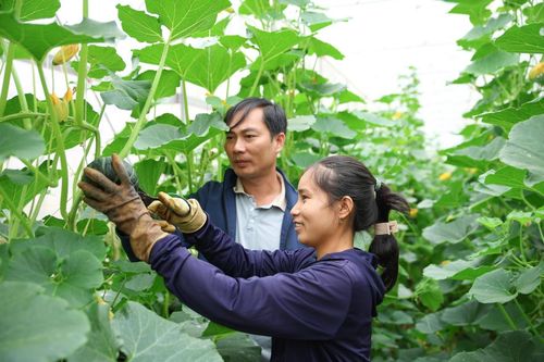 Đẩy mạnh sản xuất gắn với chế biến nông sản