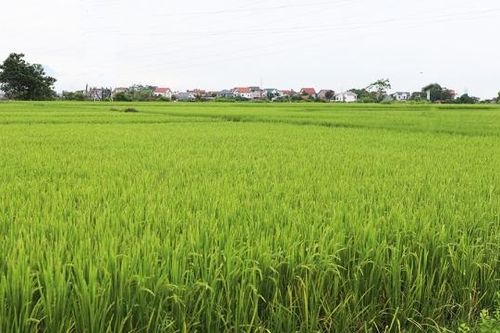 Bắc Giang: Điều chỉnh diện tích, vị trí vùng trồng lúa bảo vệ nghiêm ngặt và vùng sản xuất lúa tập trung