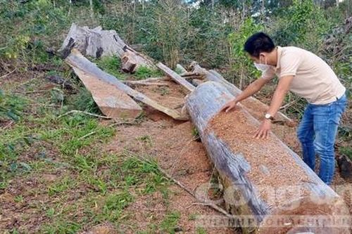 Kon Tum: Thu hồi diện tích 555.586m2 đất liên quan 3 dự án