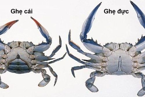 Cách phân biệt ghẹ đực và ghẹ cái