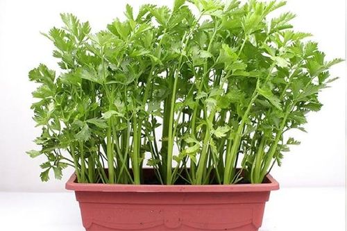 Cách trồng cần tây tại nhà
