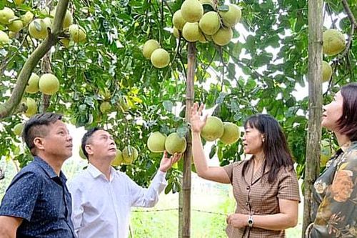 Thúc đẩy sản xuất nông nghiệp tập trung, quy mô lớn