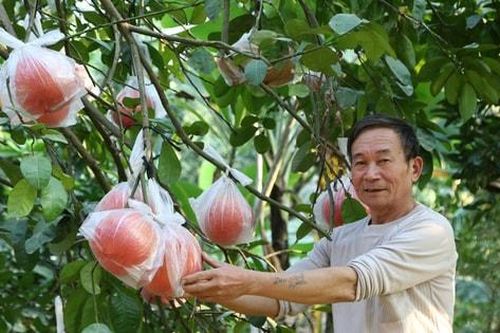 Hà Nội đẩy mạnh quảng bá, xúc tiến tiêu thụ bưởi cho người dân