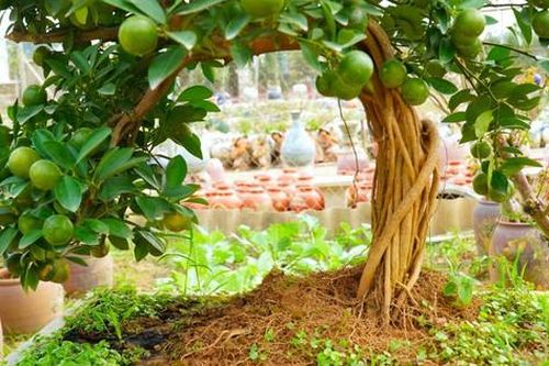 Quất mộc căn Tứ Liên 'vượt khó' sẵn sàng phục vụ Tết Nguyên đán
