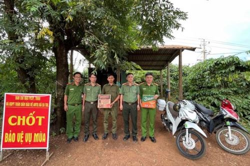 Cà phê mùa... canh trộm
