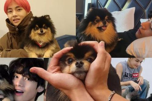 Nhìn lại khoảnh khắc đáng nhớ của cún cưng V BTS - Yeontan: 7 năm như cái chớp mắt