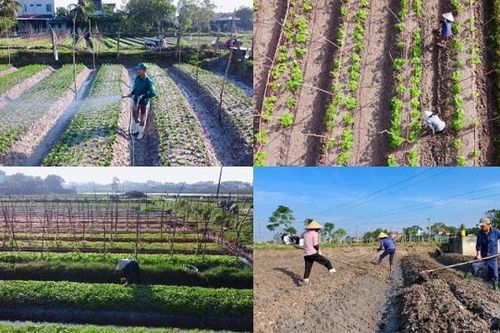 Quảng Bình: nông dân tất bật xuống giống, chăm sóc hoa màu vụ Tết