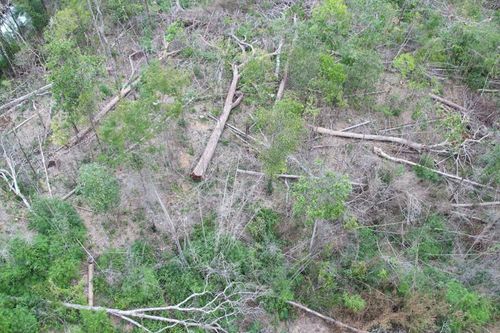 Gia Lai: đoàn liên ngành xác minh, khám nghiệm vụ phá rừng tại huyện Ia Grai