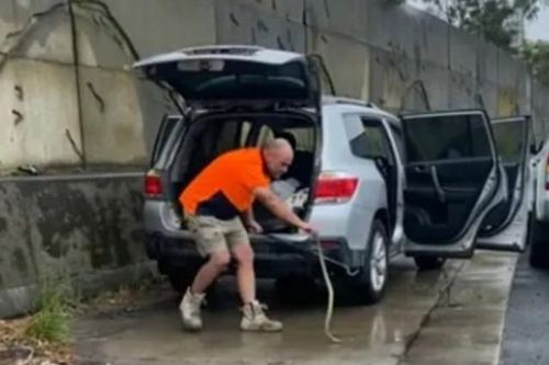 Thất kinh sinh vật cực độc trườn dưới chân khi đang lái xe
