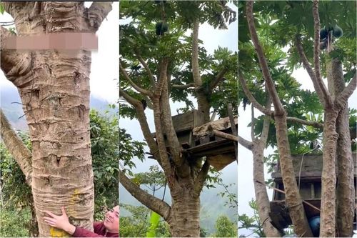 Cây đu đủ cao gần 10 mét, sai quả đang gây sốt mạng
