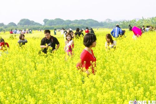 Cánh đồng hoa cải vàng khoe sắc rực rỡ ở ngoại thành Thủ đô Hà Nội