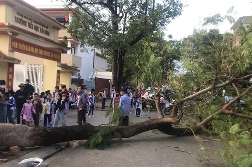 Cây phượng 30 năm tuổi bất ngờ đổ sập trước cổng trường học