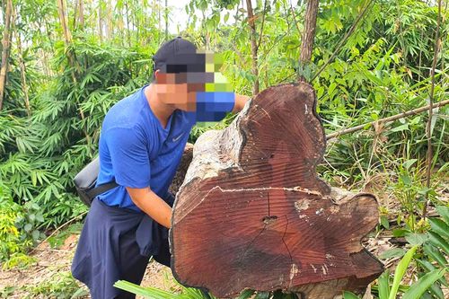 Vụ khu rừng ở suối Ia Díp bị phá: 124 cây bị đốn hạ