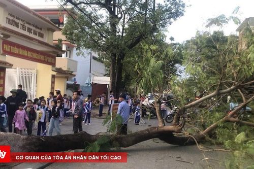 Cây phượng cổ thụ bật gốc trước cổng trường tiểu học ở Quảng Bình