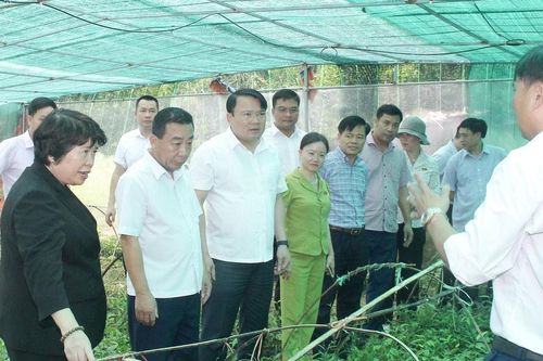 Để lâm nghiệp trở thành ngành kinh tế quan trọng và bền vững ở Nghệ An