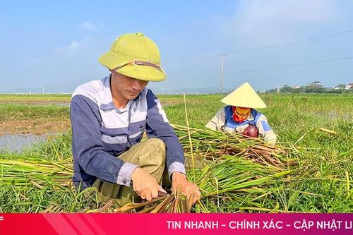 Lần đầu tiên trồng thành công cây niễng trên đất lúa kém hiệu quả