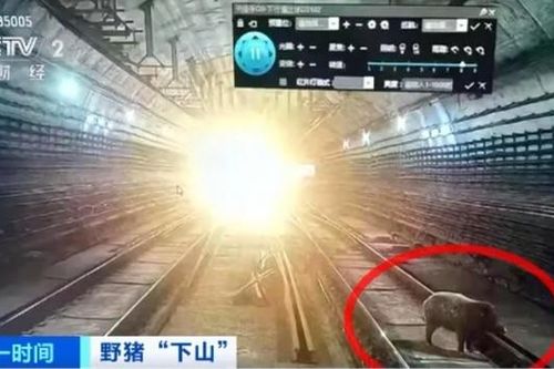 Trung Quốc điều tra vụ lợn rừng xuất hiện trong hệ thống tàu điện ngầm