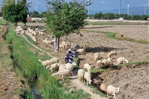 Phát triển vật nuôi theo đặc thù khí hậu
