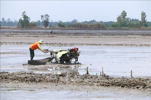 Đẩy nhanh xuống giống vụ Đông Xuân ứng phó mặn xâm nhập