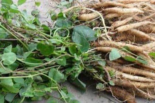 Rễ của cây này được ví như 'nhân sâm của người nghèo', nhiều vùng quê có đừng bỏ phí