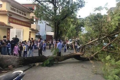 Cây phượng to bất ngờ đổ xuống cổng trường giờ tan học