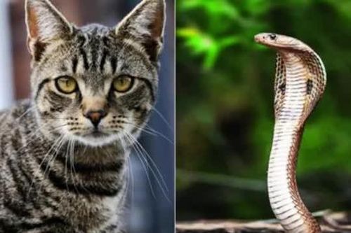 Vì sao mèo không hề sợ rắn? Gặp là tấn công
