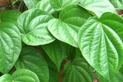 Trồng cây trầu không trước nhà theo phong thủy là hung hay cát?