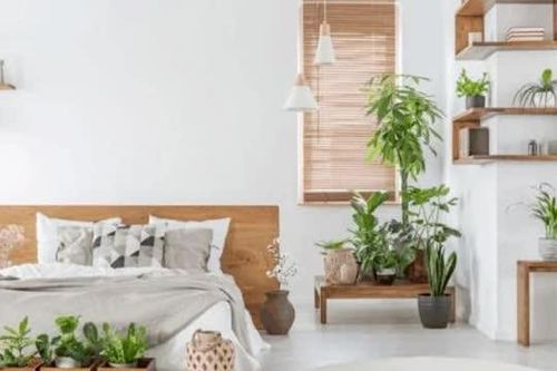 2 cây cảnh nghe tên tưởng 'lộc lá' nhưng cấm kỵ đặt trong phòng ngủ kẻo tiền tài trôi hết, sức khỏe giảm sút