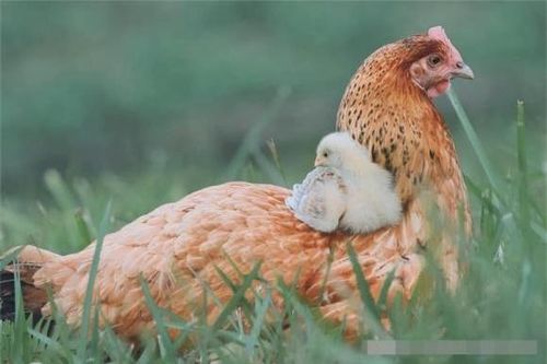 Tại sao gà mái có thể đẻ trứng bình thường mà không cần sự tham gia của gà trống?