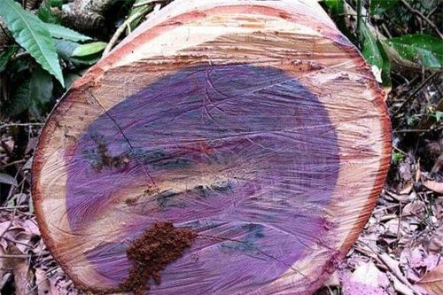 Phát hiện loại gỗ có khả năng đổi màu tại Việt Nam, quý như ngọc, thuộc top thế giới về độ cứng và độ bền, hơn 120 triệu/m3