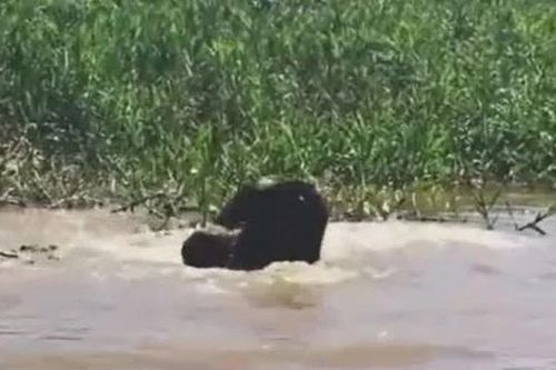 CLIP: Báo đốm lao xuống sông săn cá sấu và cái kết ít ai ngờ