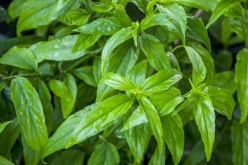 Loại rau xưa mọc đầy hàng rào, nay thành đặc sản được săn lùng vì lạ, 100.000 đồng/kg