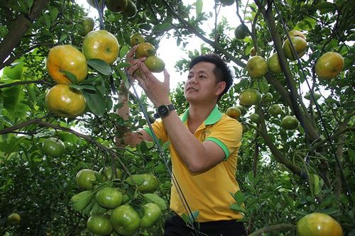 Nông dân Lai Vung tập trung chăm sóc vụ quýt Tết