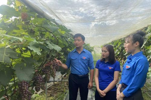 Hỗ trợ thanh niên khởi nghiệp, lập nghiệp