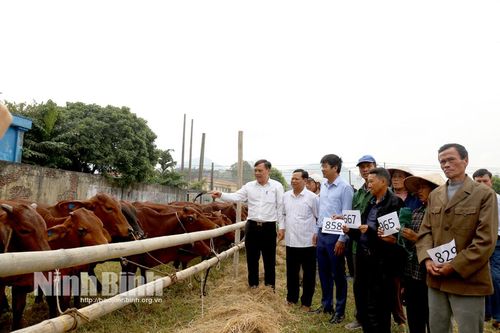 Bàn giao bò sinh sản cho các hộ nghèo, cận nghèo trên địa bàn huyện Yên Mô