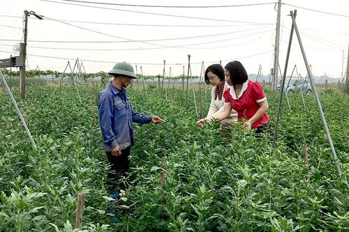 Nhân rộng những mô hình khuyến nông hiệu quả