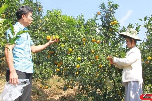 Trái ngọt trên vùng đất khó