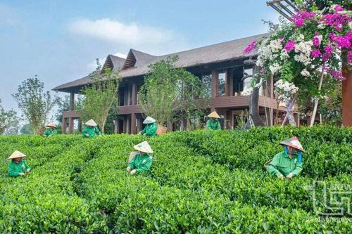 TP. Thái Nguyên: Giá trị sản xuất trên 1ha đất trồng chè đạt 1 tỷ đồng