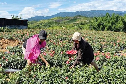 Nhiều dư địa phát triển cây dược liệu quý