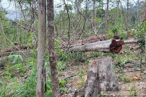 Vụ phá rừng tại lâm phần Ban QLRPH Bắc Ia Grai: Có 124 cây bị cưa hạ