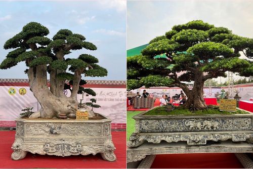 Loạt cây cảnh giá bằng cả căn chung cư hội tụ ở Hà Nội
