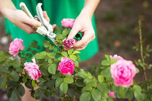 Bí quyết trồng hoa cơ bản mà người thích làm vườn cần biết